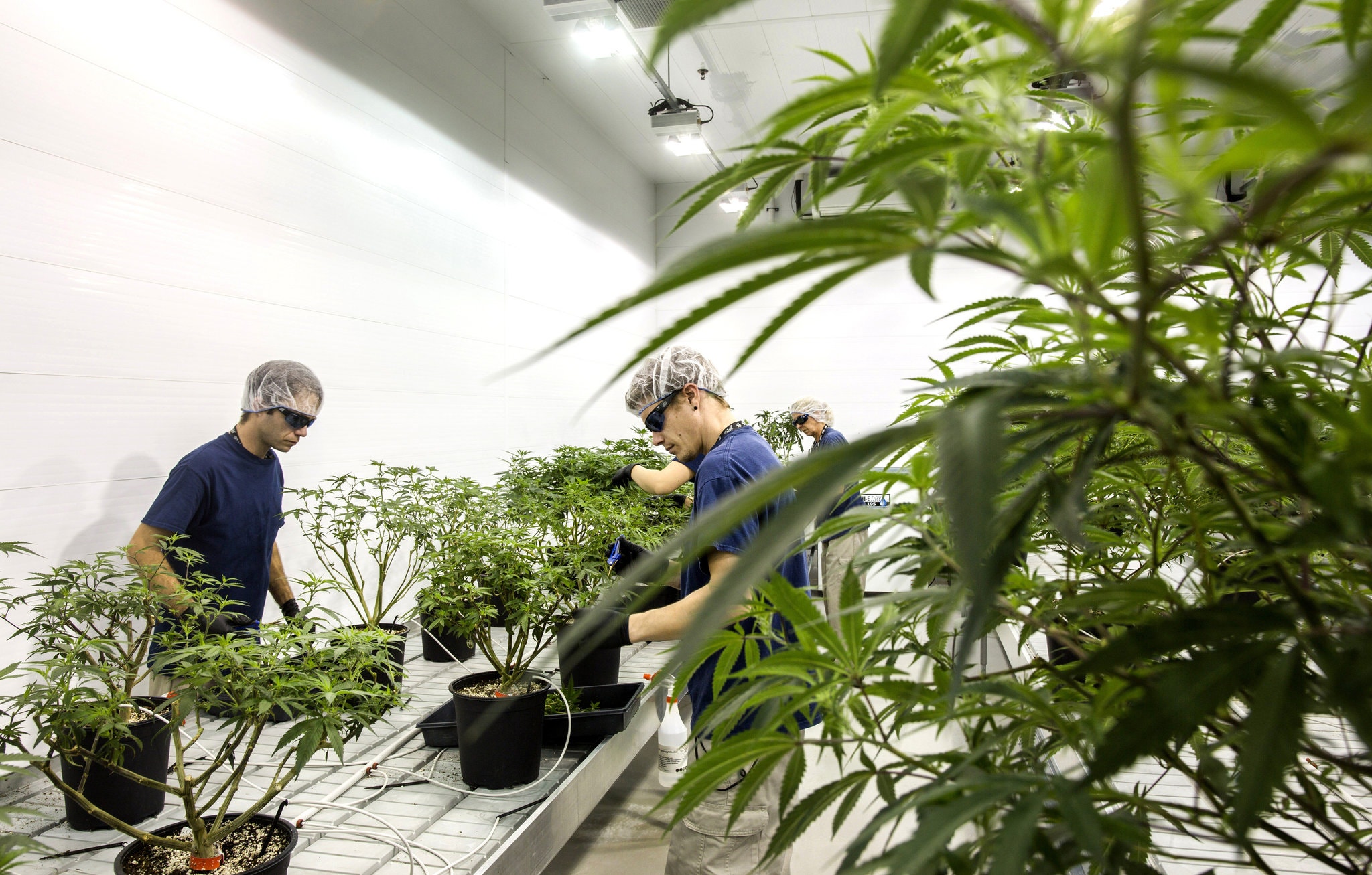 Marijuana Image 2